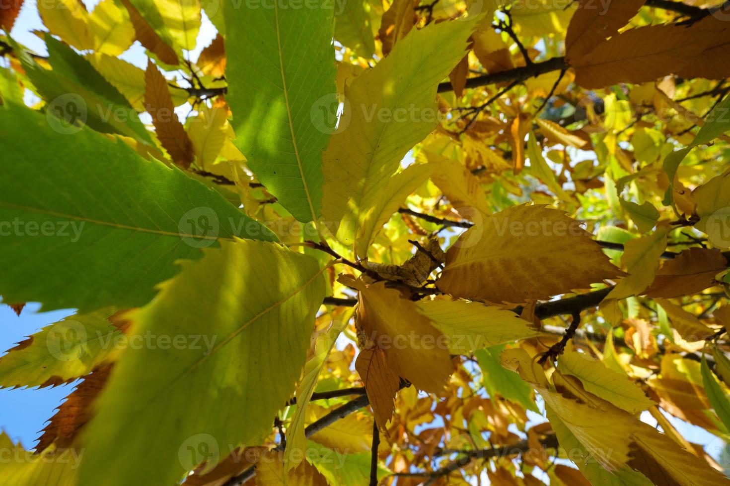 höstlöv av kastanjeträdet aesculus hippocastanum foto