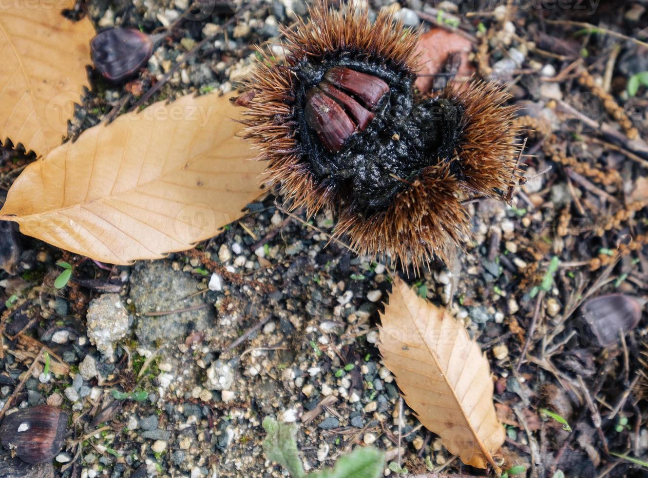 kastanj, hedgecock och torra kastanjeblad på marken foto