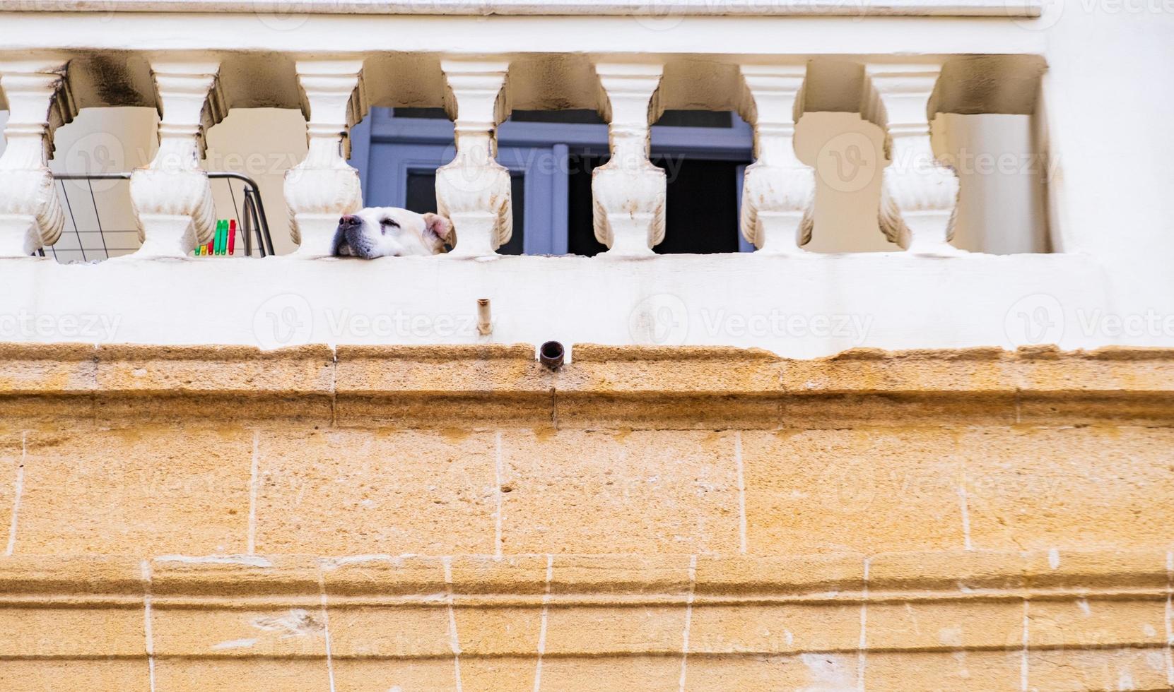 en hund stirrar lat på verandan till ett traditionellt hus i den gamla staden Nicosia, Cypern foto