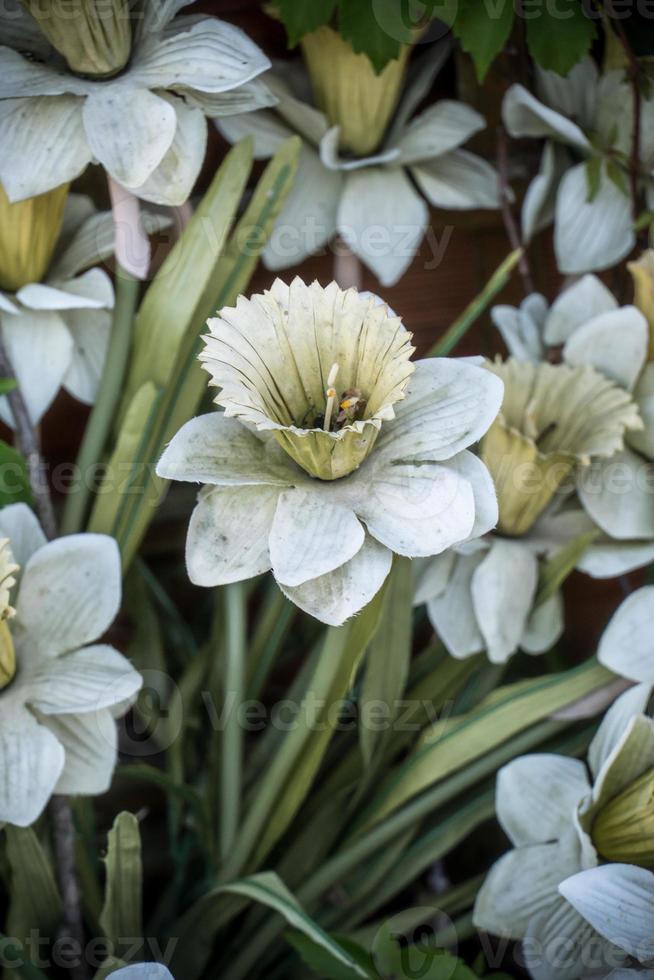 narcissus eller påskliljor foto