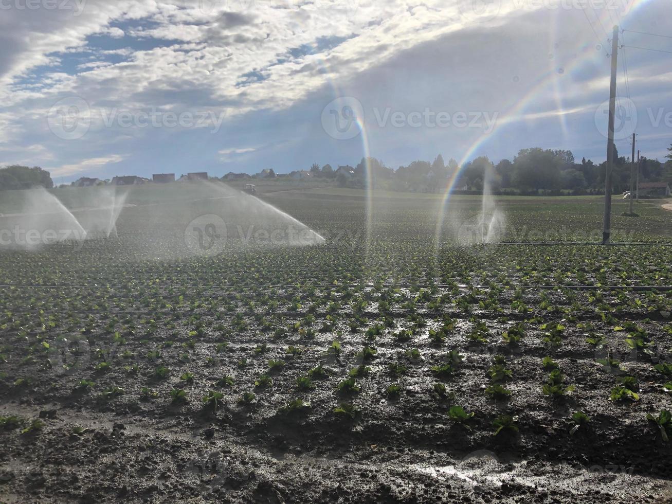 sprinklerbevattning på plöjt fält foto