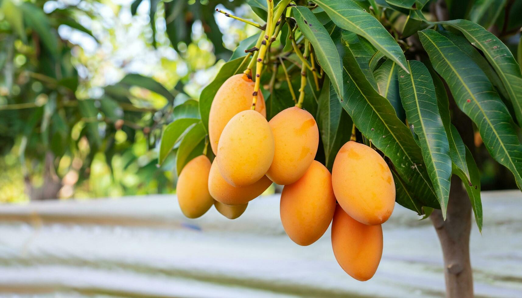 mango frukt hängande på en träd med en rustik trä- tabell foto