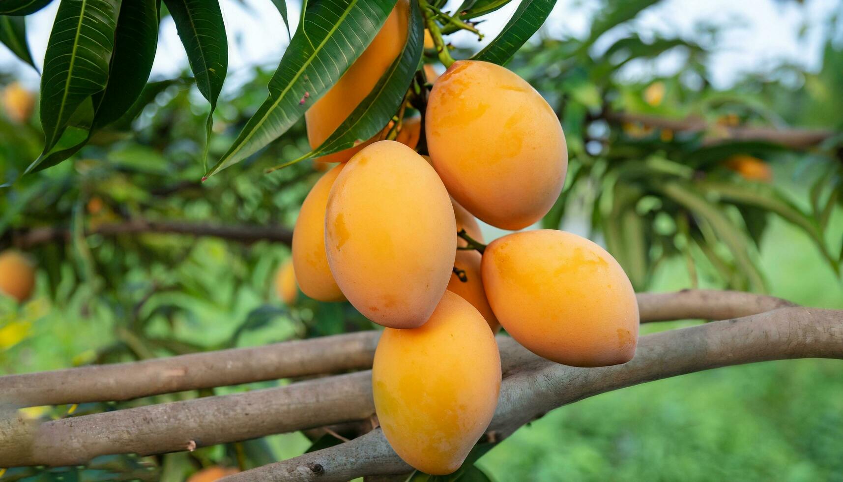 mango frukt hängande på en träd med en rustik trä- tabell foto