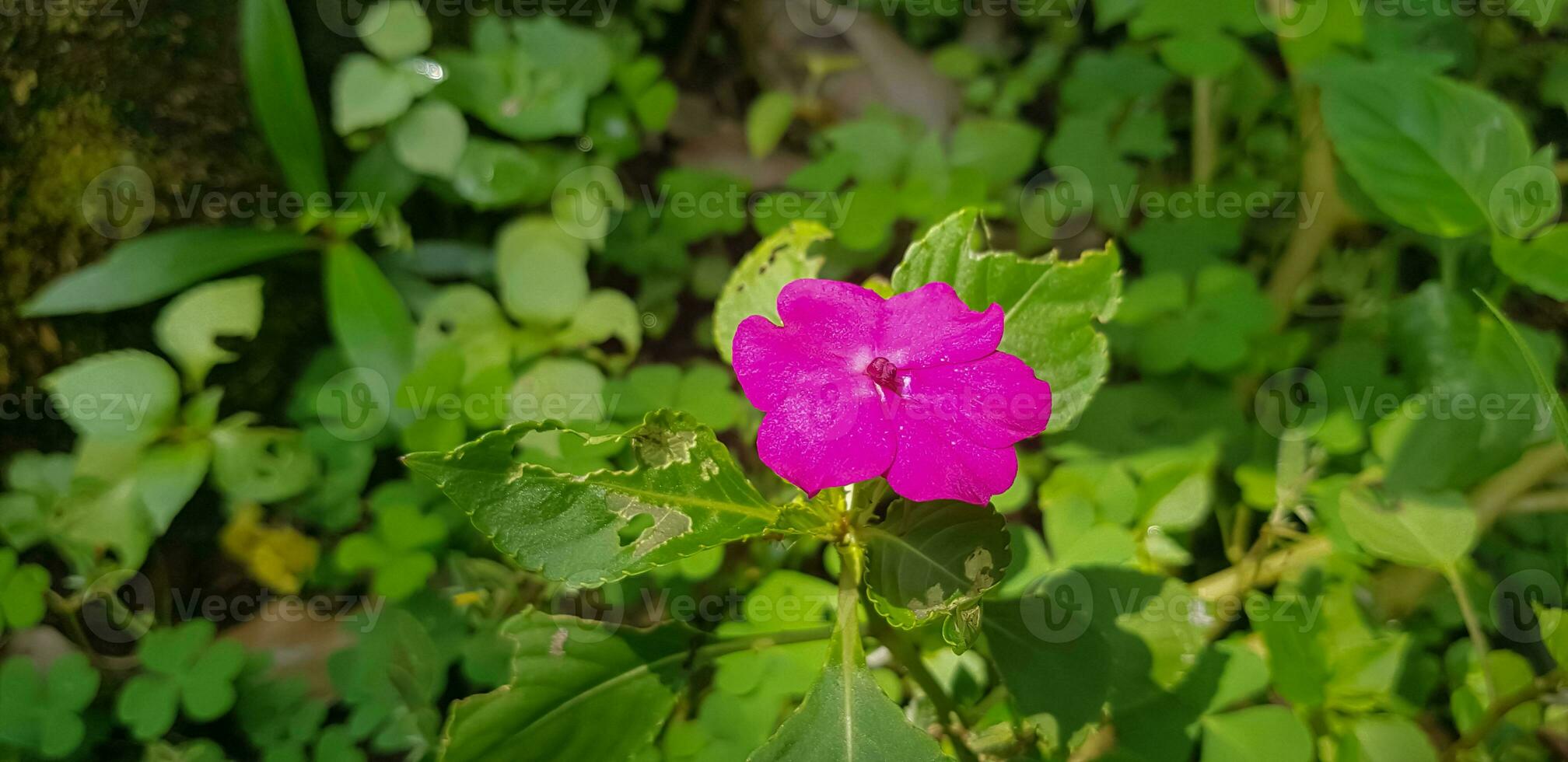 upptagen lizzie impatiens walleriana också känd som balsam, sultana eller impatiens i Asien foto