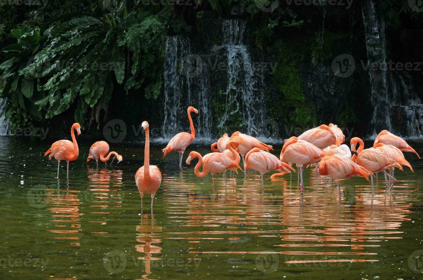 rosa lång ben flamingo fåglar i en damm foto