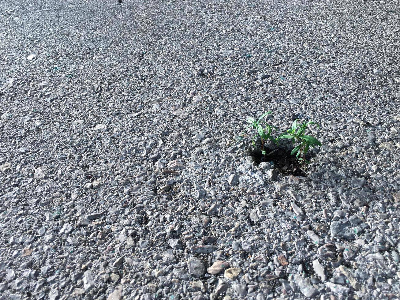 selecitve fokus för ett litet träd som växer i ett litet hål med asfalt på gatan foto