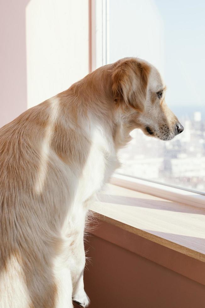 söt hund som tittar ut genom fönstret hemma foto