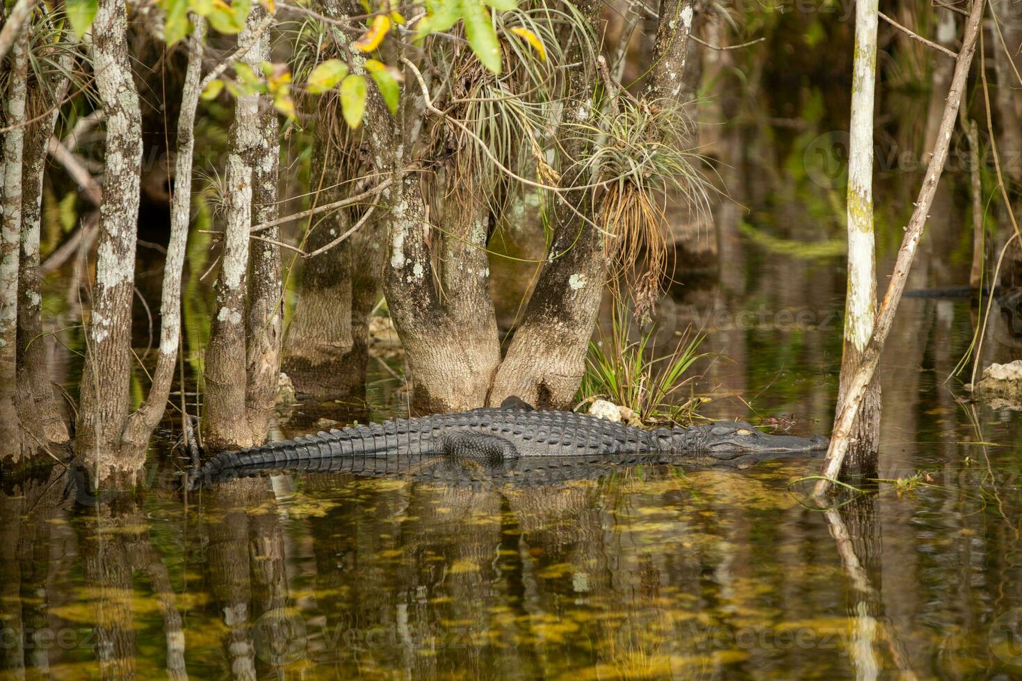 sovande alligator i vatten foto