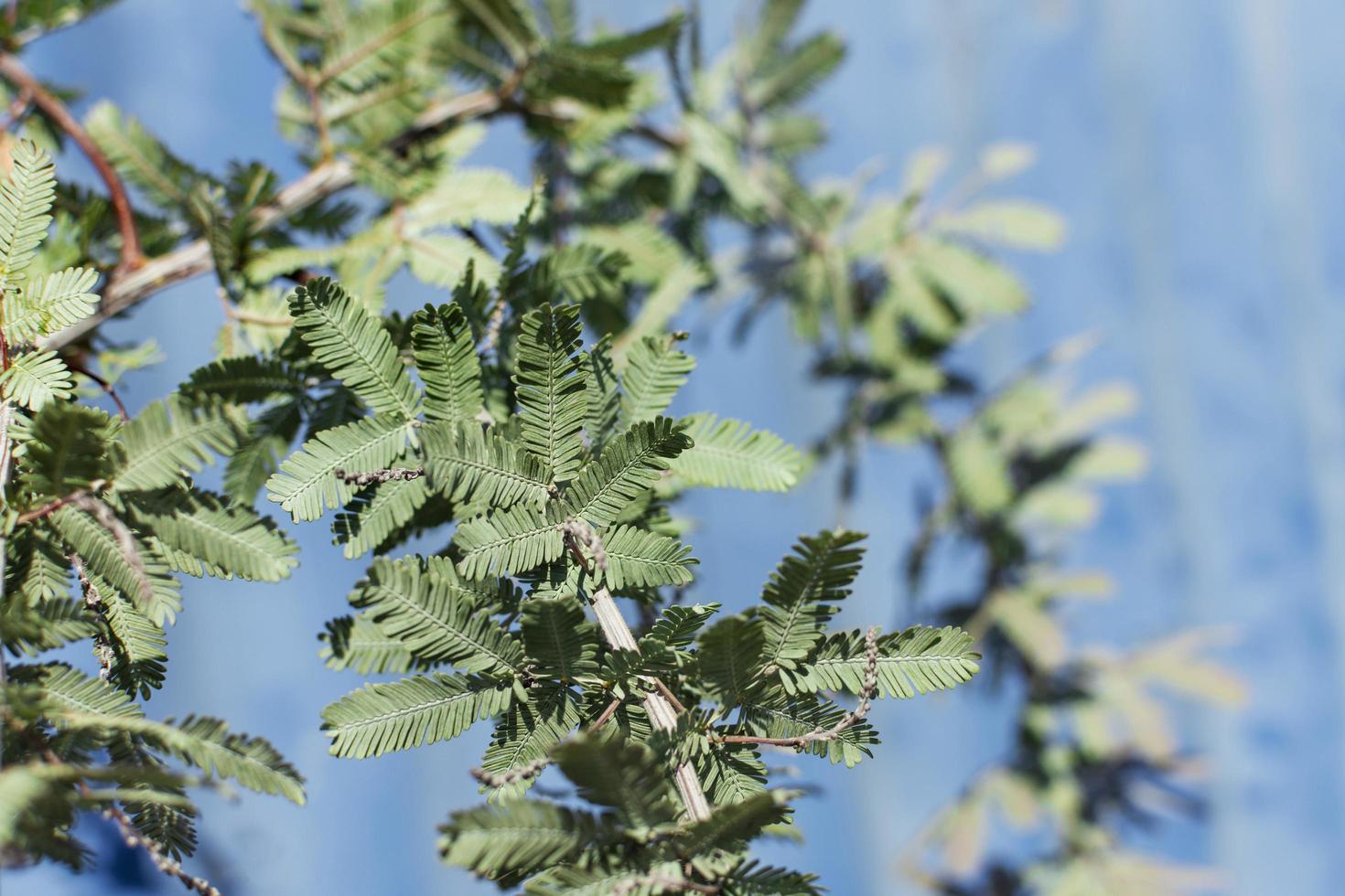 gröna blad med blå bakgrund foto