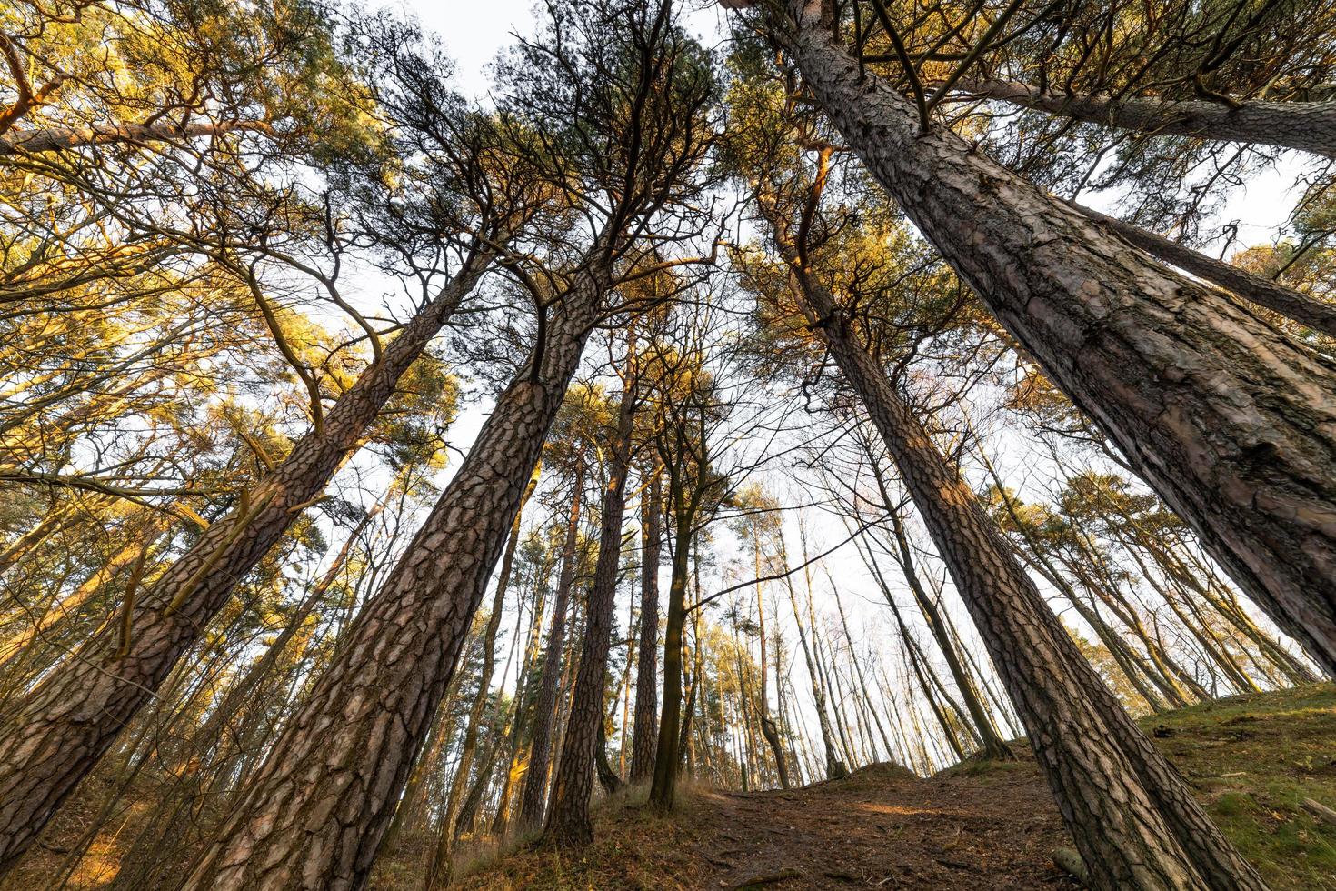 botten- och vidvinkelvy av höga tallskydd i sommarskog foto