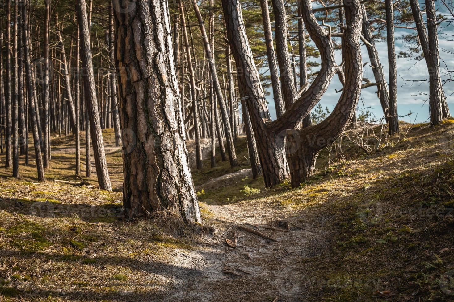 Östersjöns kustskog och sanddyner med tallar foto