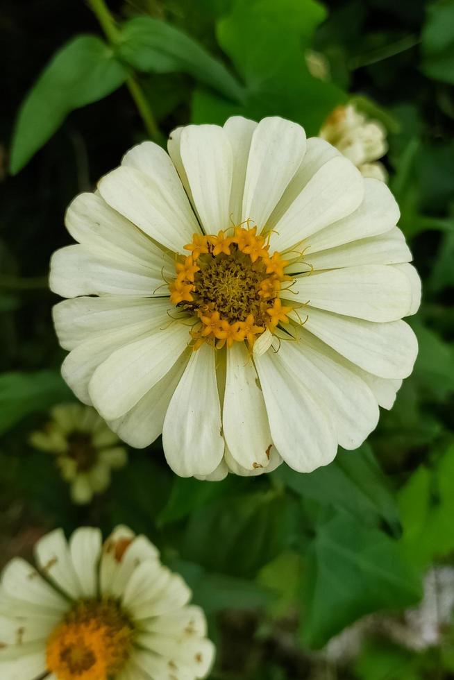 vit blomma med gröna blad foto