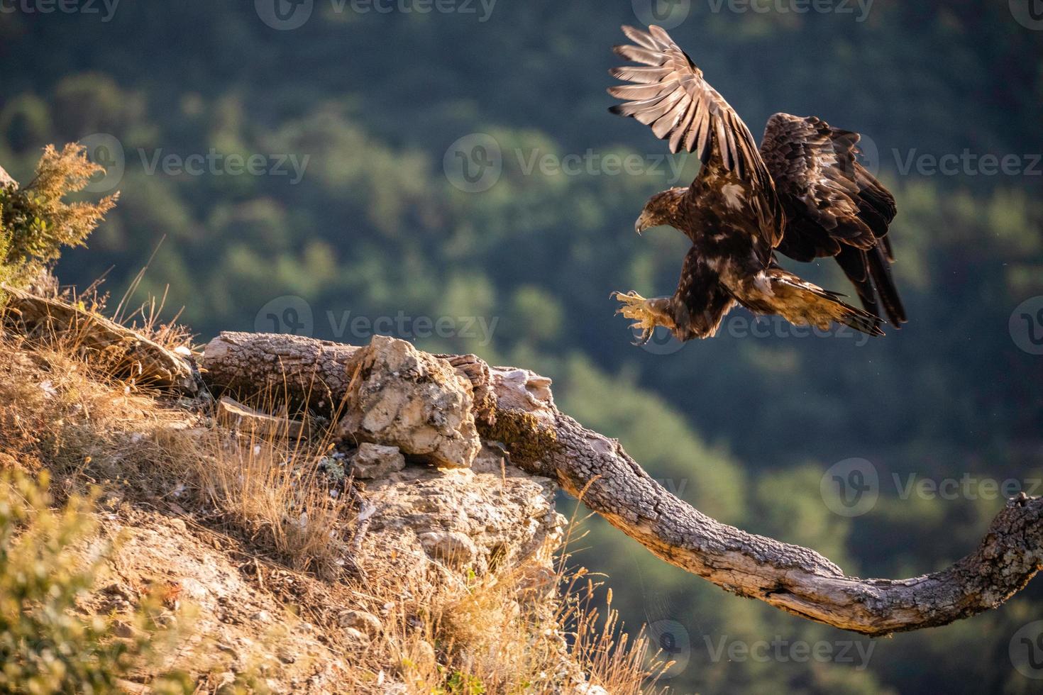 kungsörn aquila chrysaetos foto