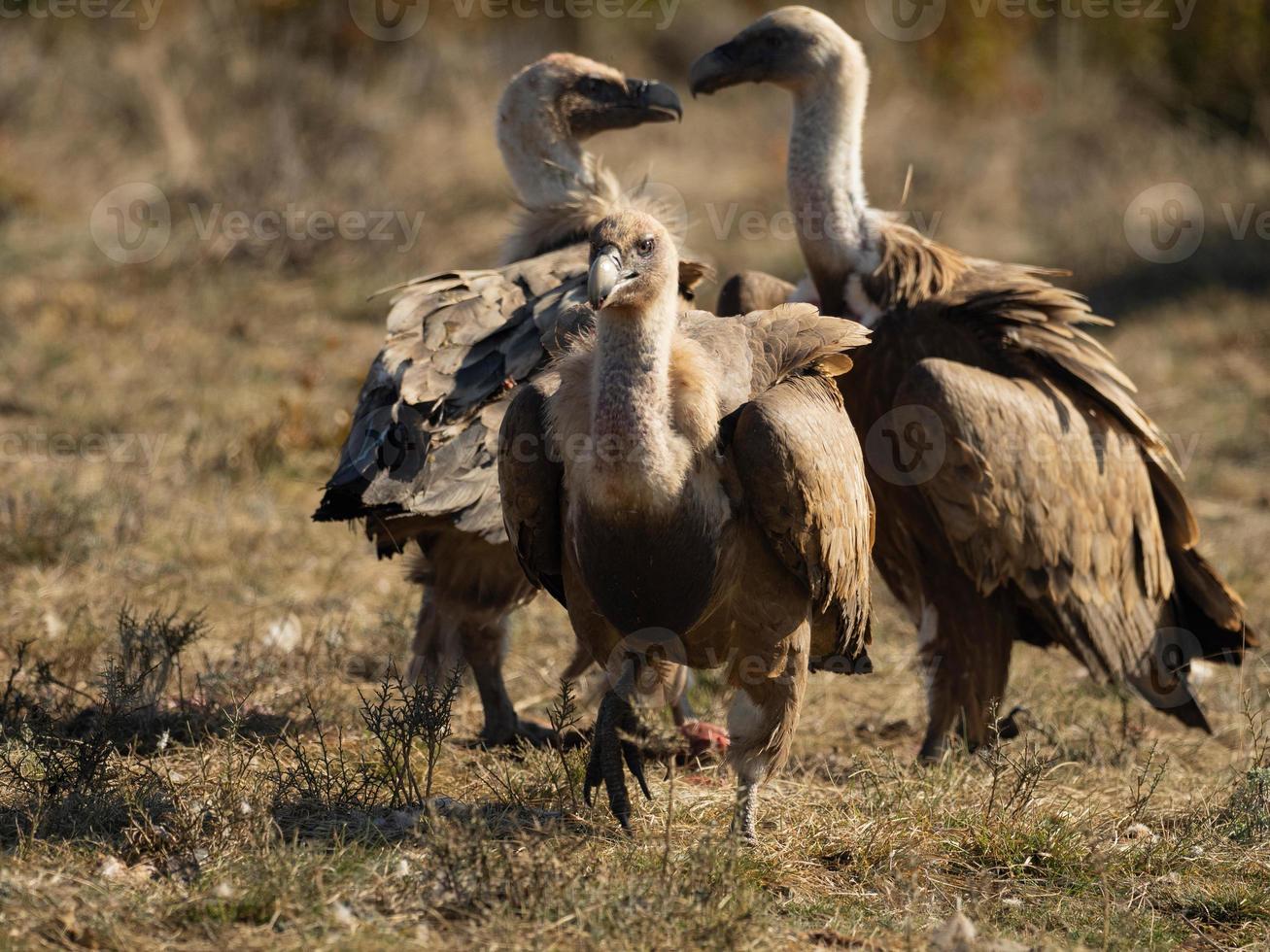 griffon gam gyps fulvus foto