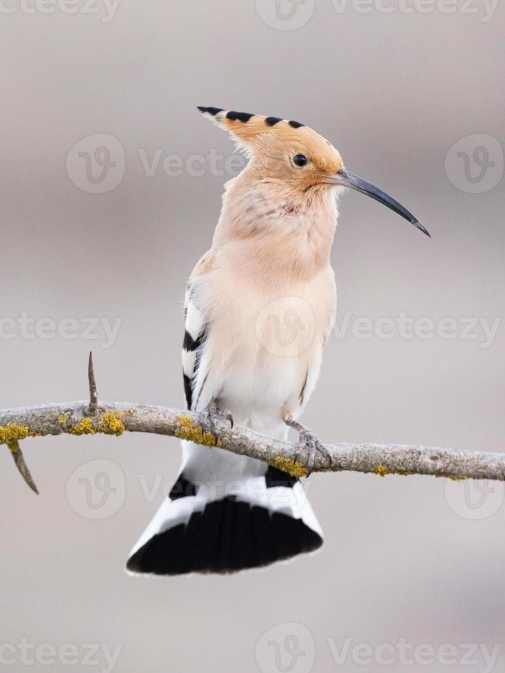 eurasiska hoopoe upupa epops foto