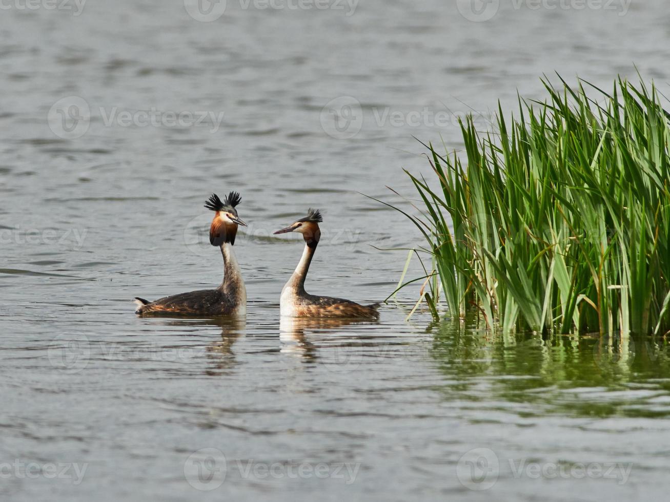 stor crested grebe podiceps cristatus foto