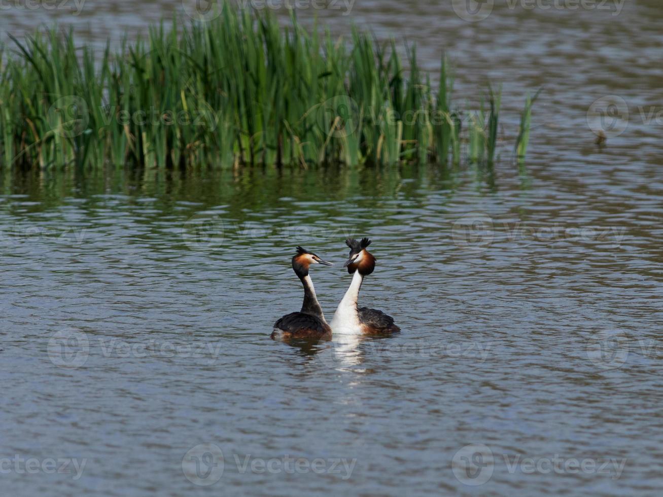 stor crested grebe podiceps cristatus foto