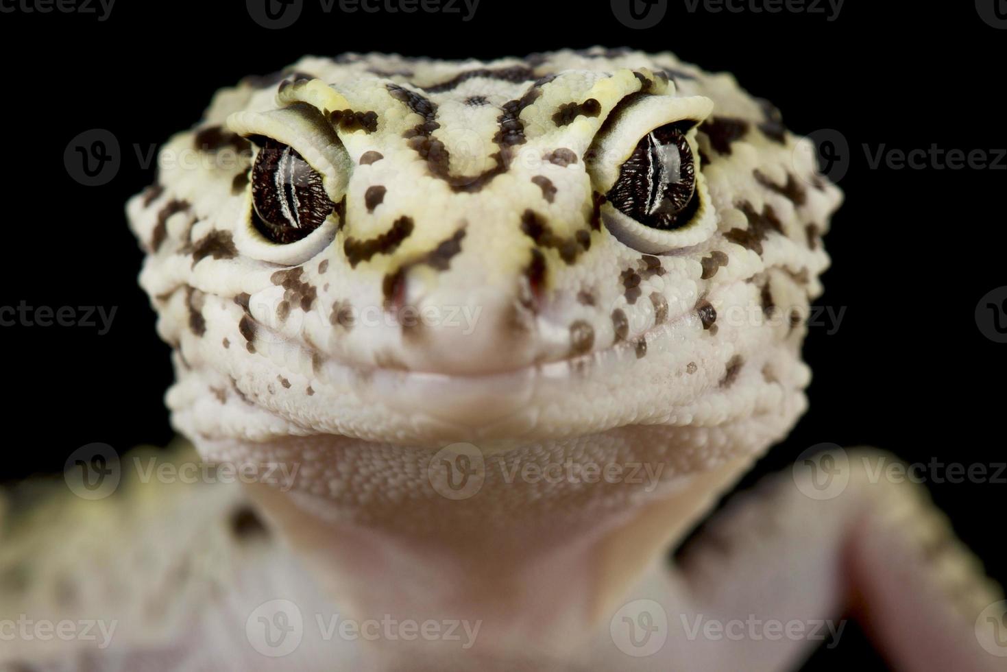 iransk fettstjärtad gecko eublepharis angramainyu foto