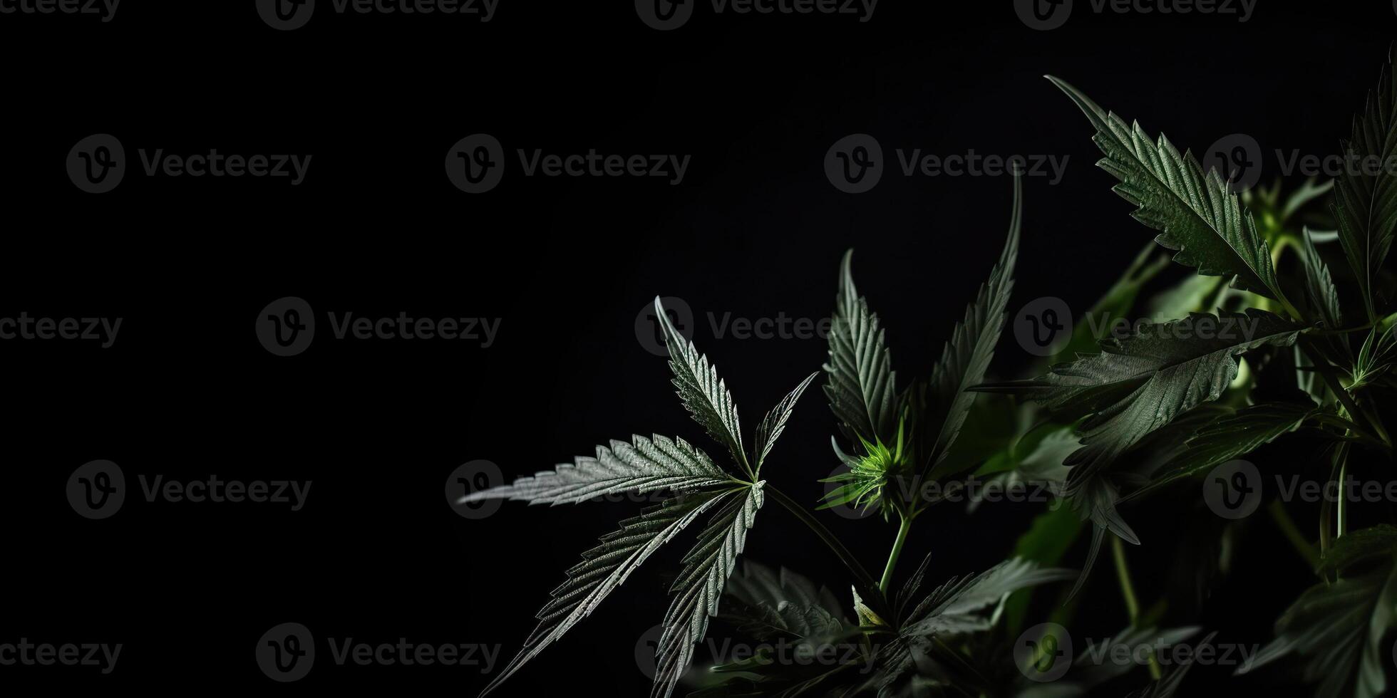 ai genererad. ai generativ. Foto makro skott av realistisk cannabis löv på mörk lynnig svart bakgrund. kan vara Begagnade för medicin befordran eller grafisk design. grafisk konst