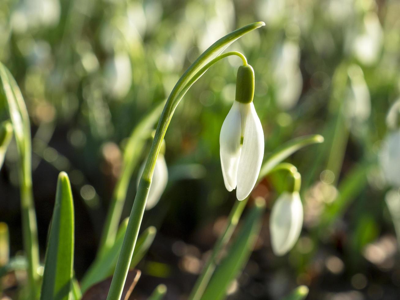 närbild av nyligen öppnade snödroppe blommar i ett trä foto