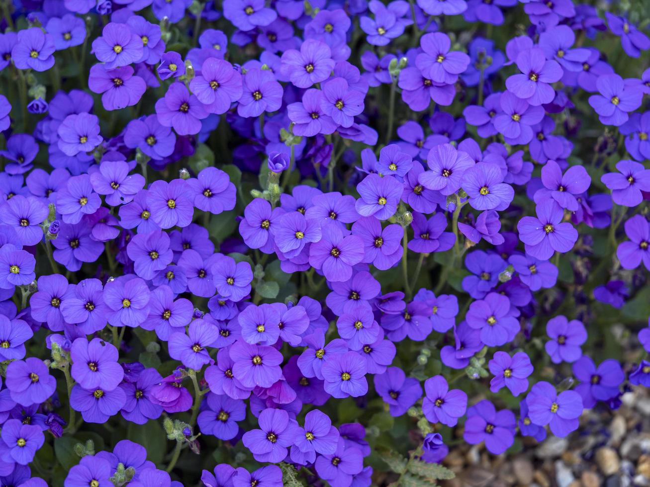 klump av ganska lila aubrieta blommor i en trädgård foto