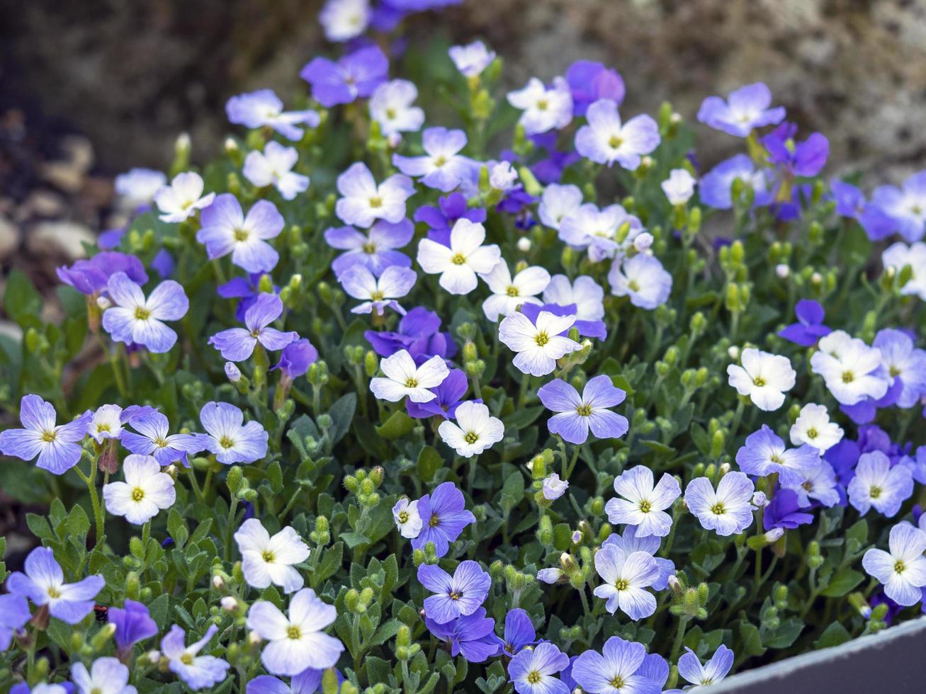 blå och vita aubrieta blommor i en trädgård foto