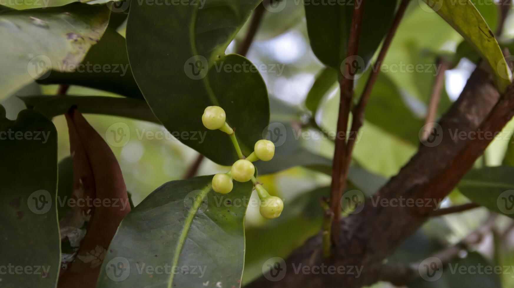 grön vax äpple eller vatten äpple eller syzygium javanicum ung skede frukter. foto