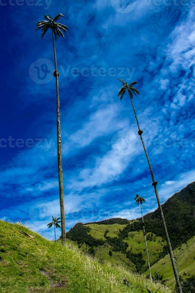 se av de skön moln skog och de quindio vax palmer på de cocora dal belägen i salento i de quindio område i colombia. foto