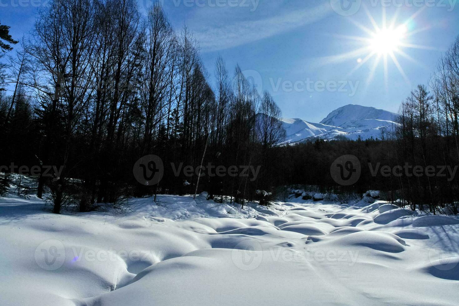 åka skidor Spår i skogen. i de trän på skidor. foto