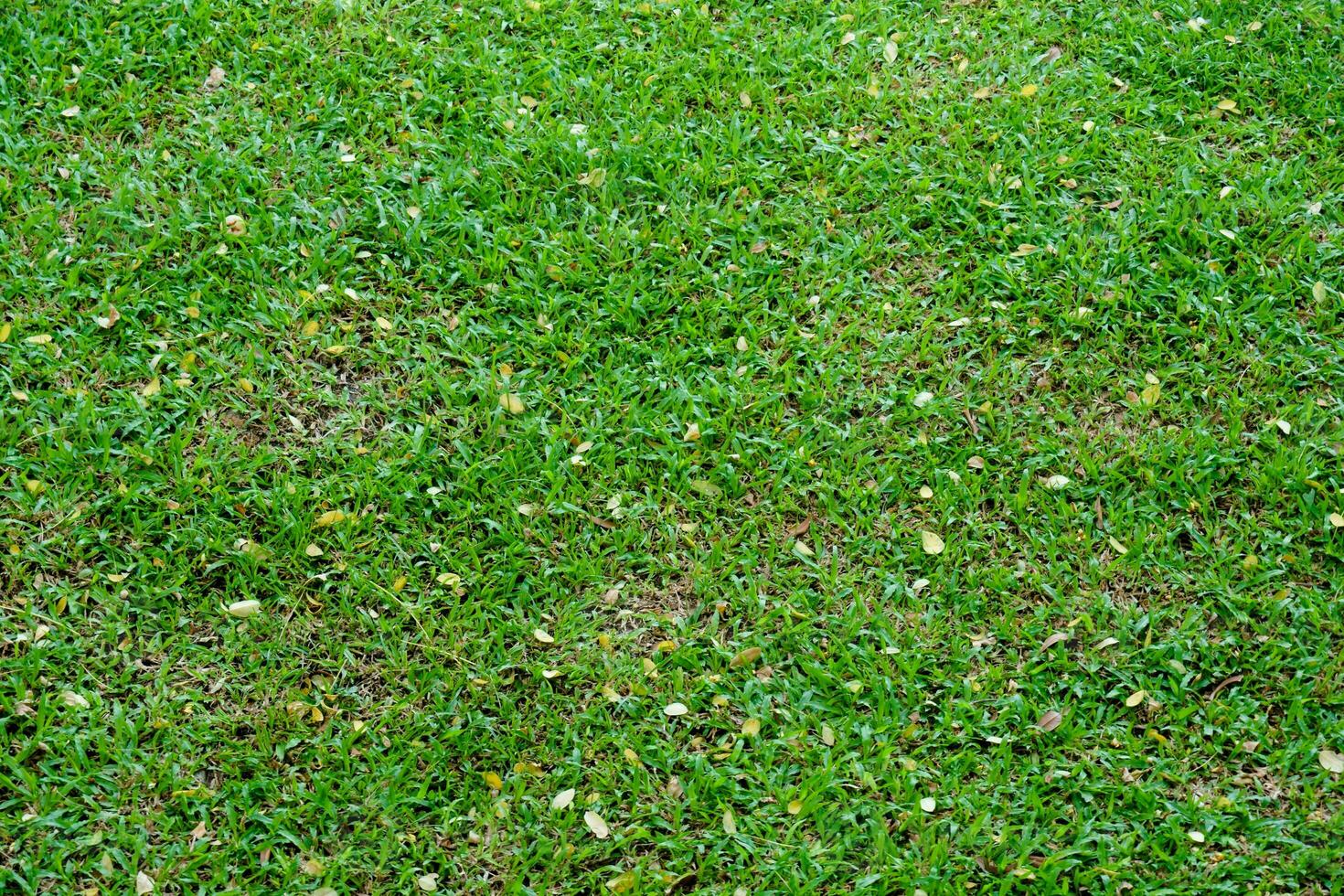 abstrakt topp se grön Färg av gräs bakgrund textur ,för bakgrund foto