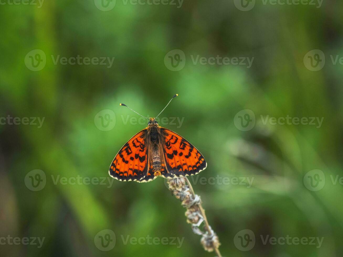 selektiv fokus skott av en röd glanville fritillary fjäril på en grön växt. skogar av de altai berg. foto