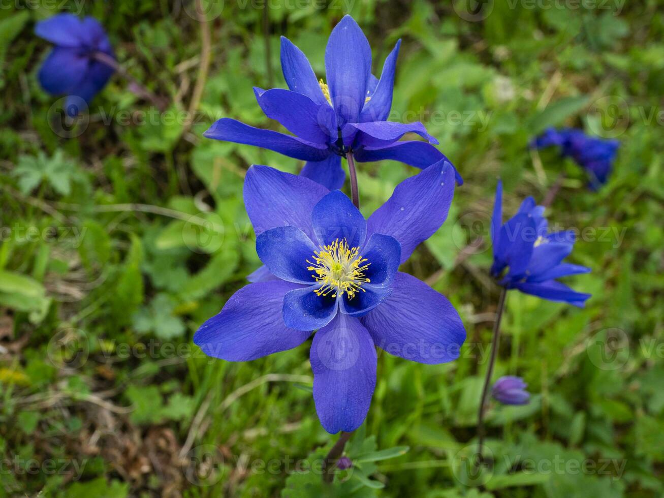 akleja glandulosa, körtel- avrinningsområde blommor. blommor av de altai berg. foto