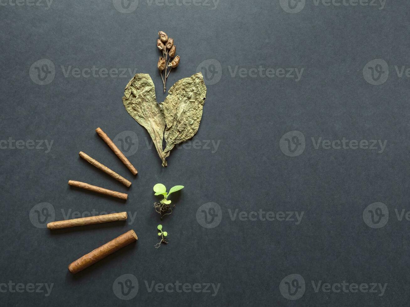 cigarrer, tobak löv och tobak frön är lagd ut på de tabell med en fläkt foto