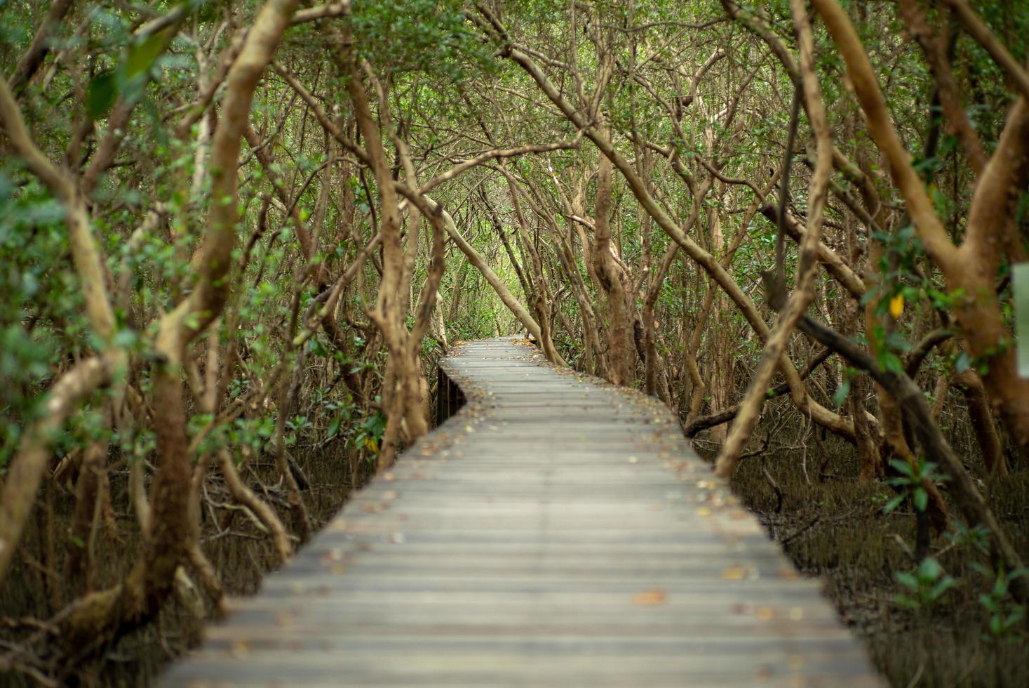 landskap av mangroveskog med trägånggång för att kartlägga ekologin foto