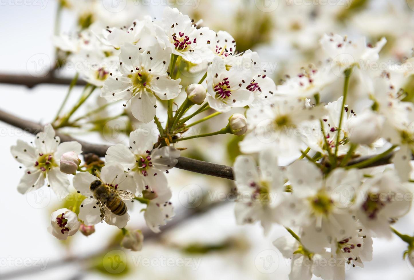 ett bi som flyger över en mandelblomma foto