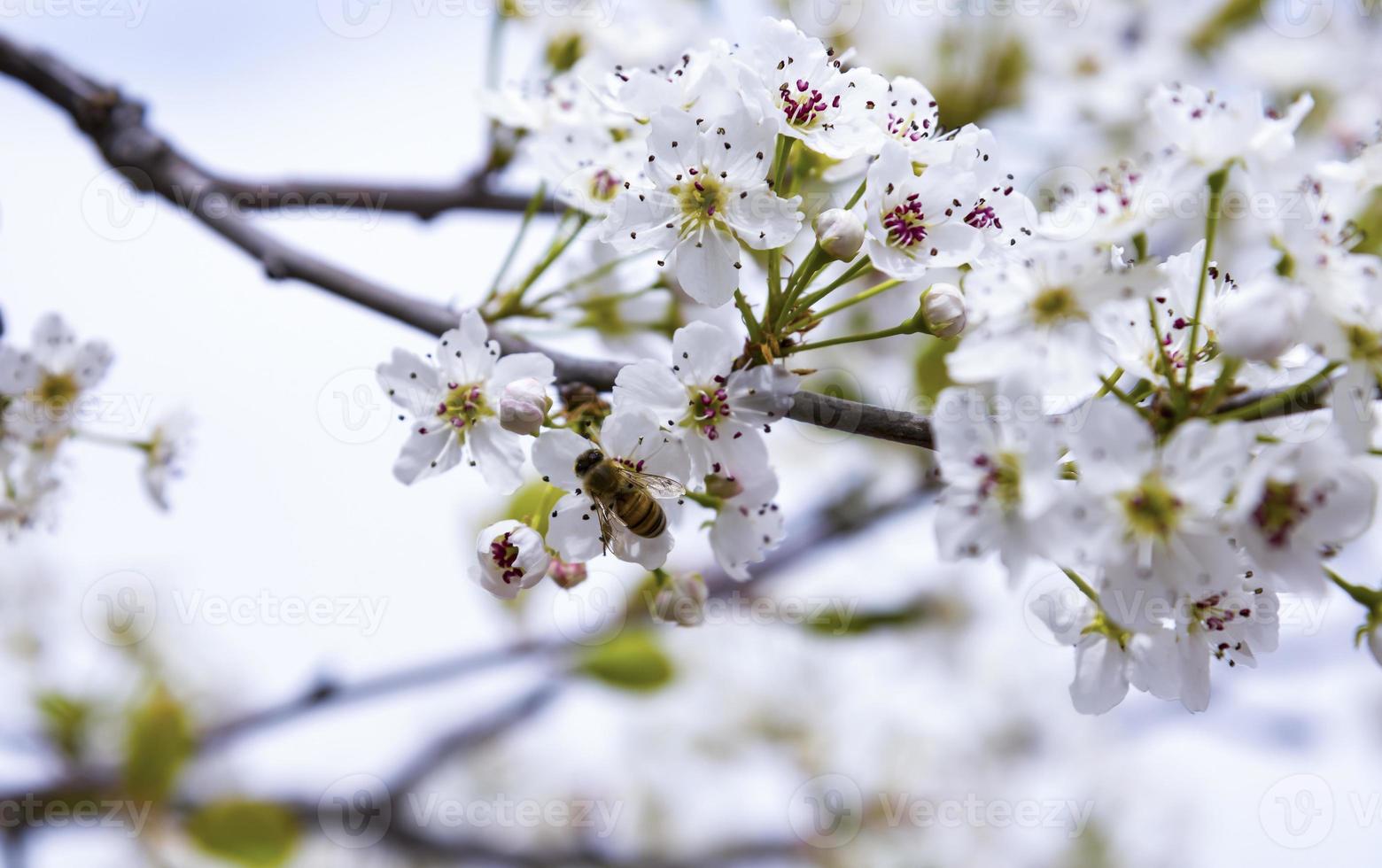 ett bi som flyger över en mandelblomma foto