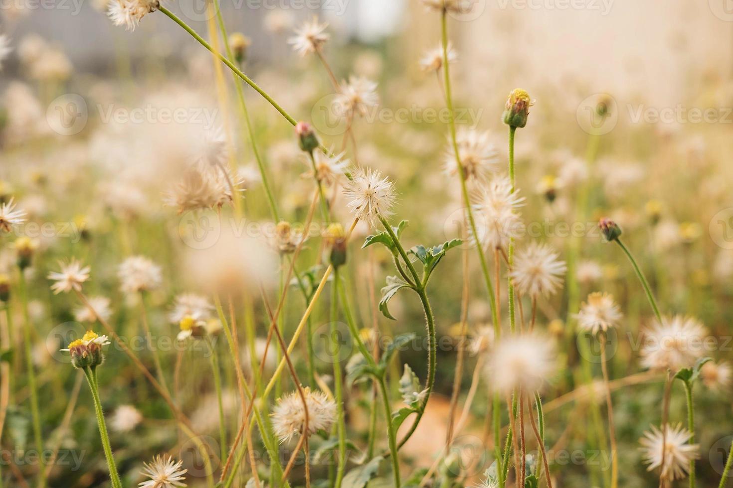 sommarblommabakgrund foto