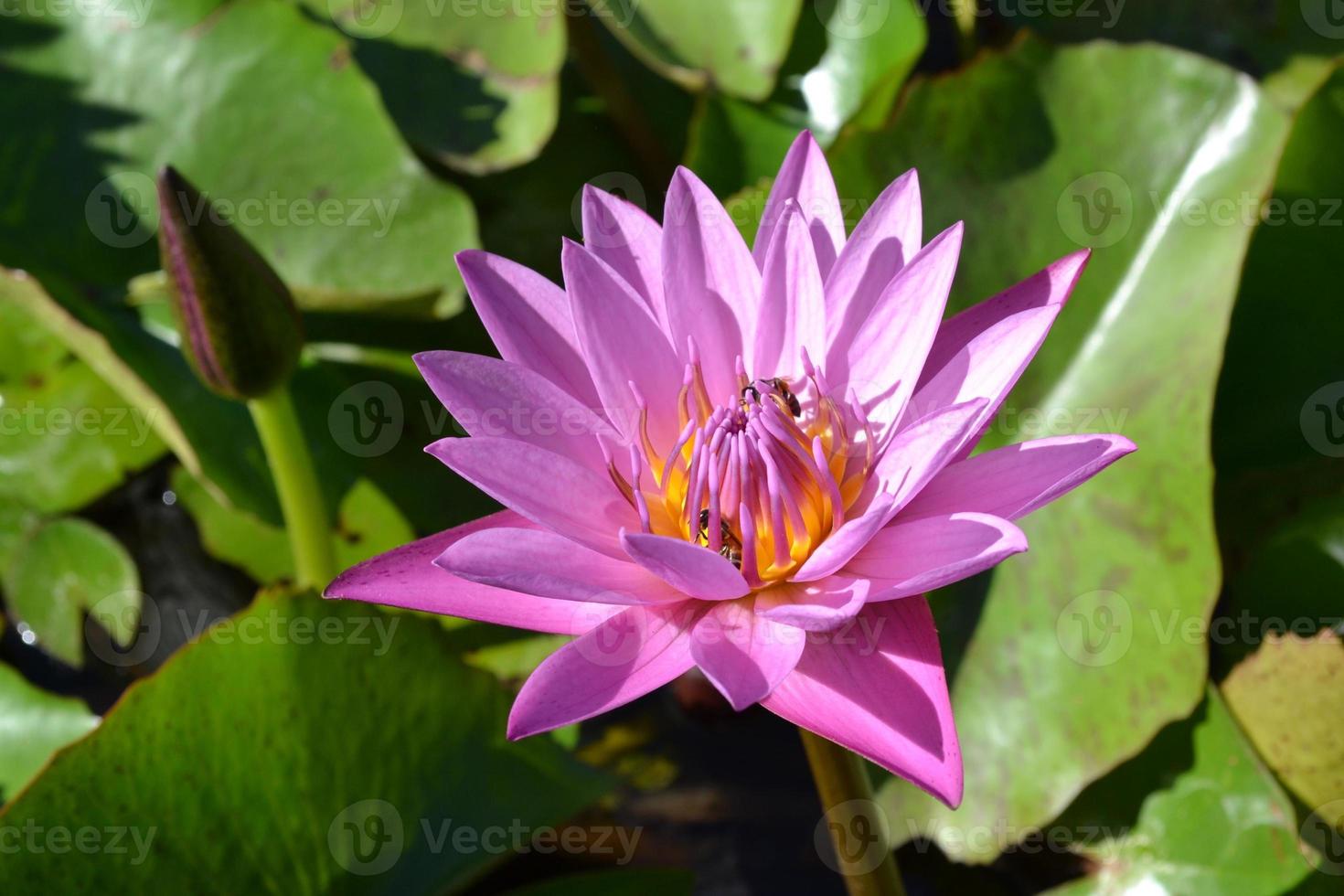 närbild av en rosa lotus i en damm foto