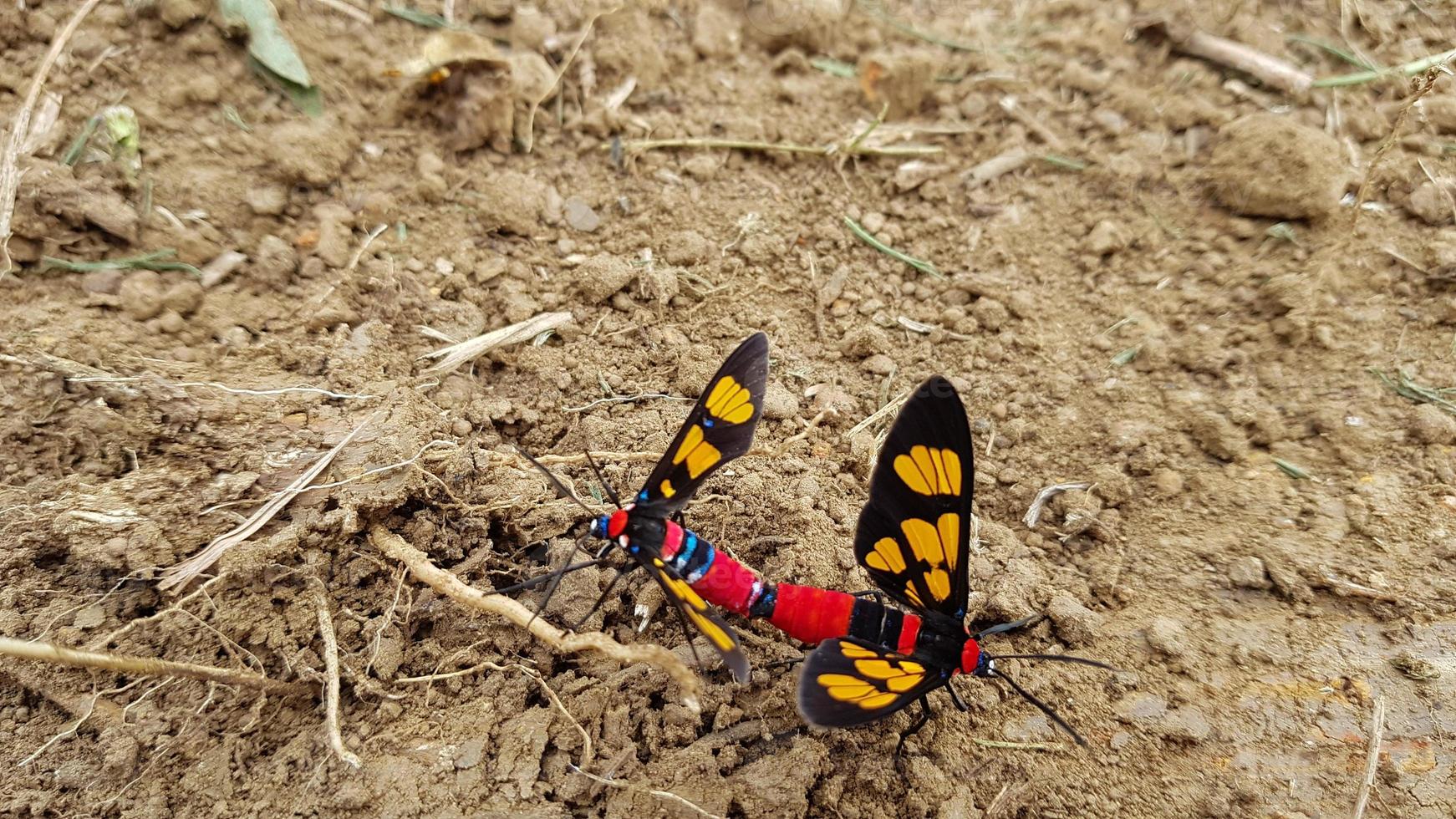två färgglada insekter som parar sig på marken foto