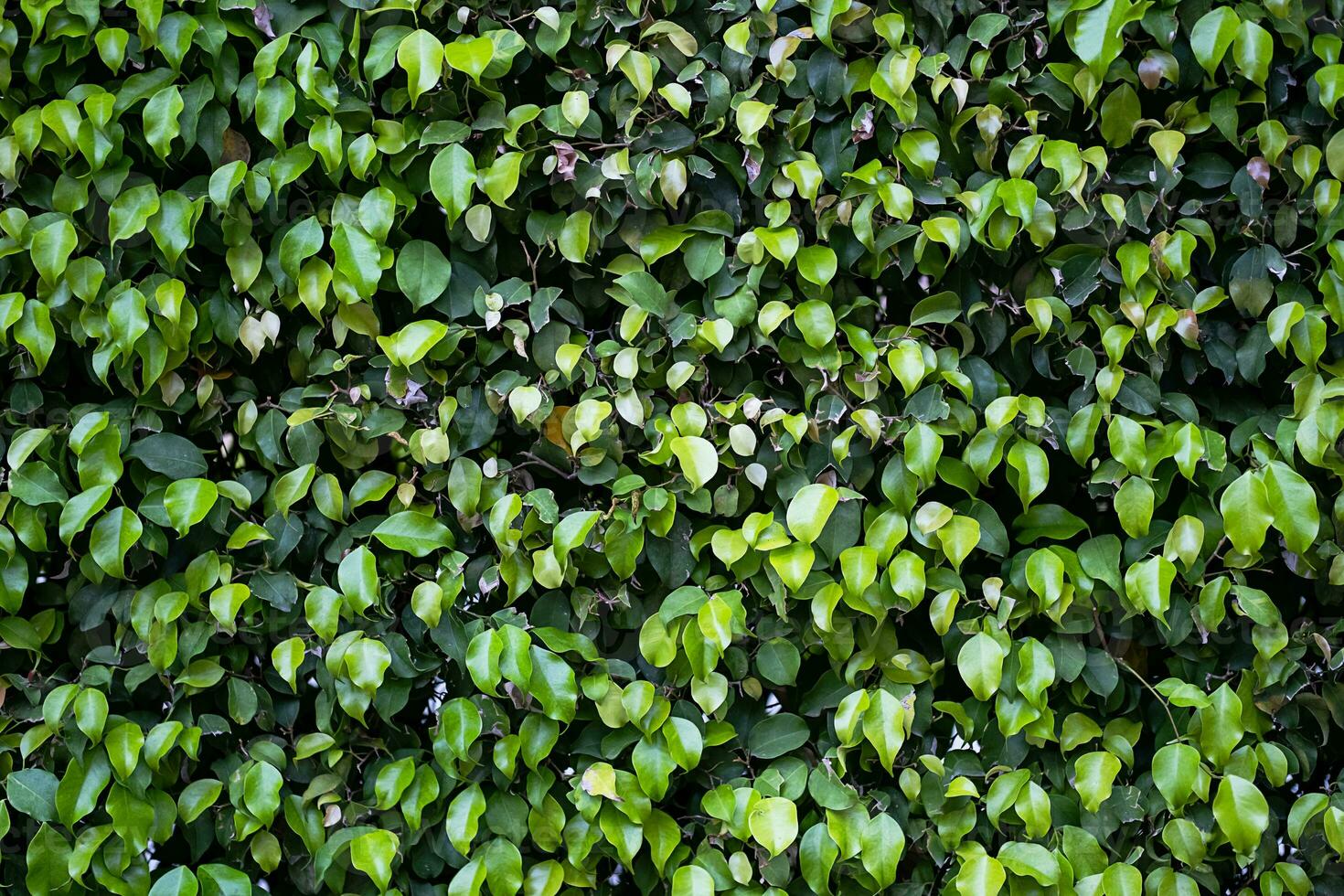 vintergröna häck växter yta. naturlig vägg växter bakgrund. foto