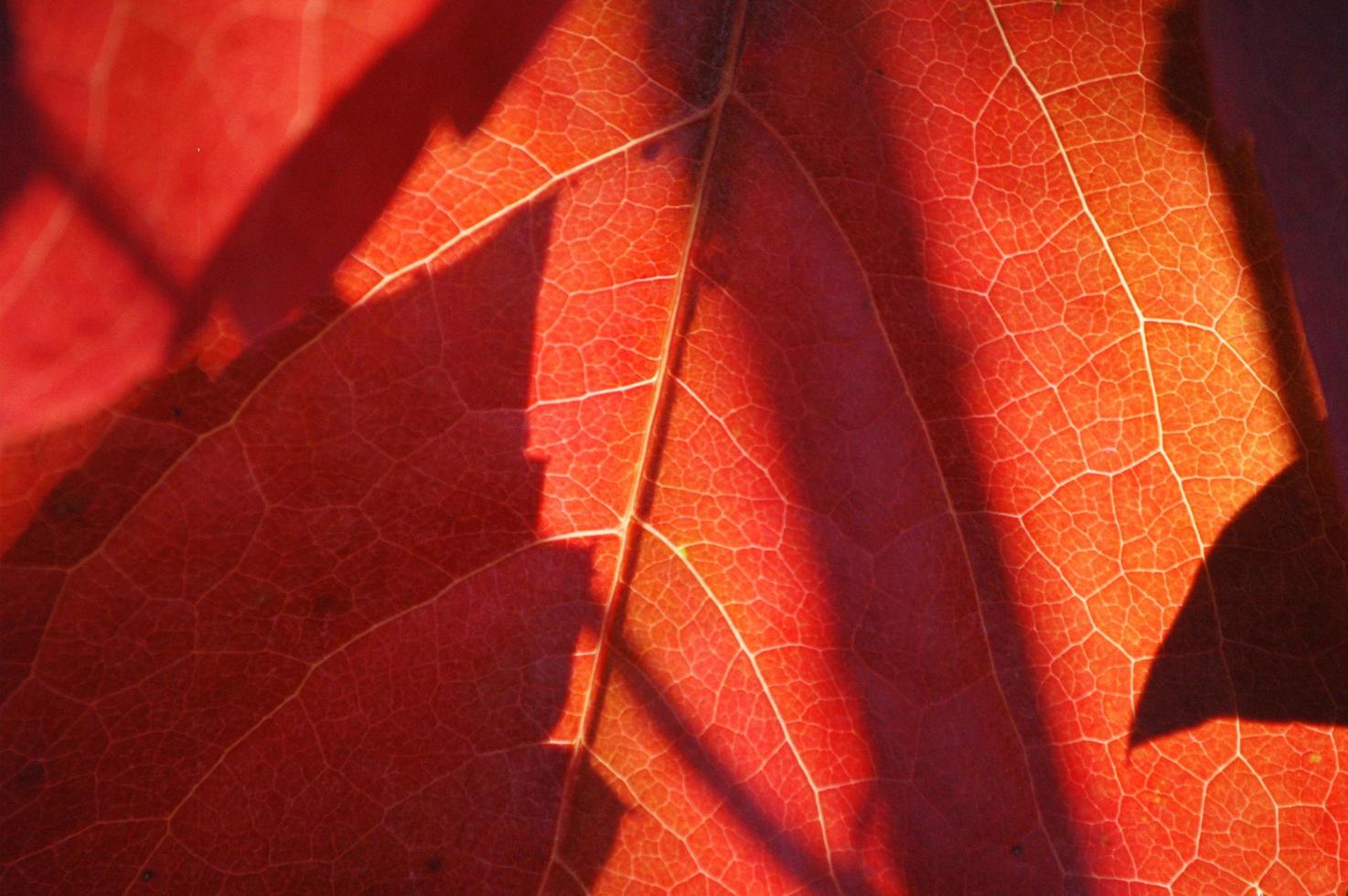 röda blad på våren med naturbakgrund foto