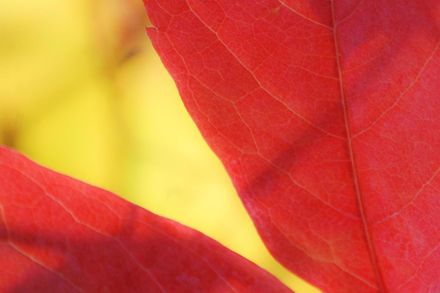 röda blad på våren med naturbakgrund foto