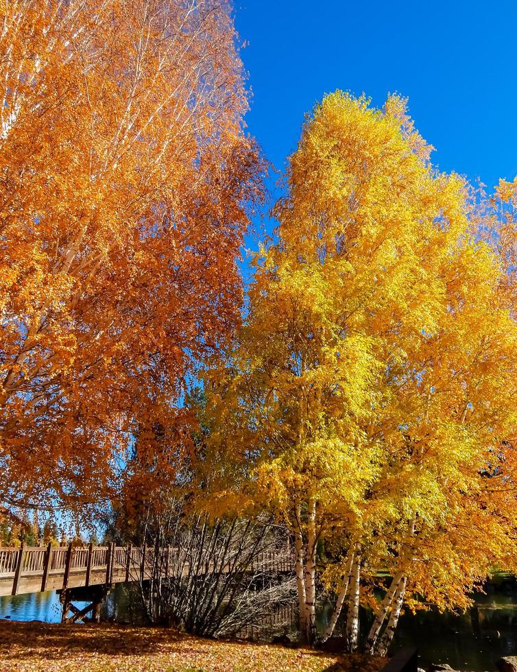 oktober vid feststämningspark längs flodböjningen, eller foto