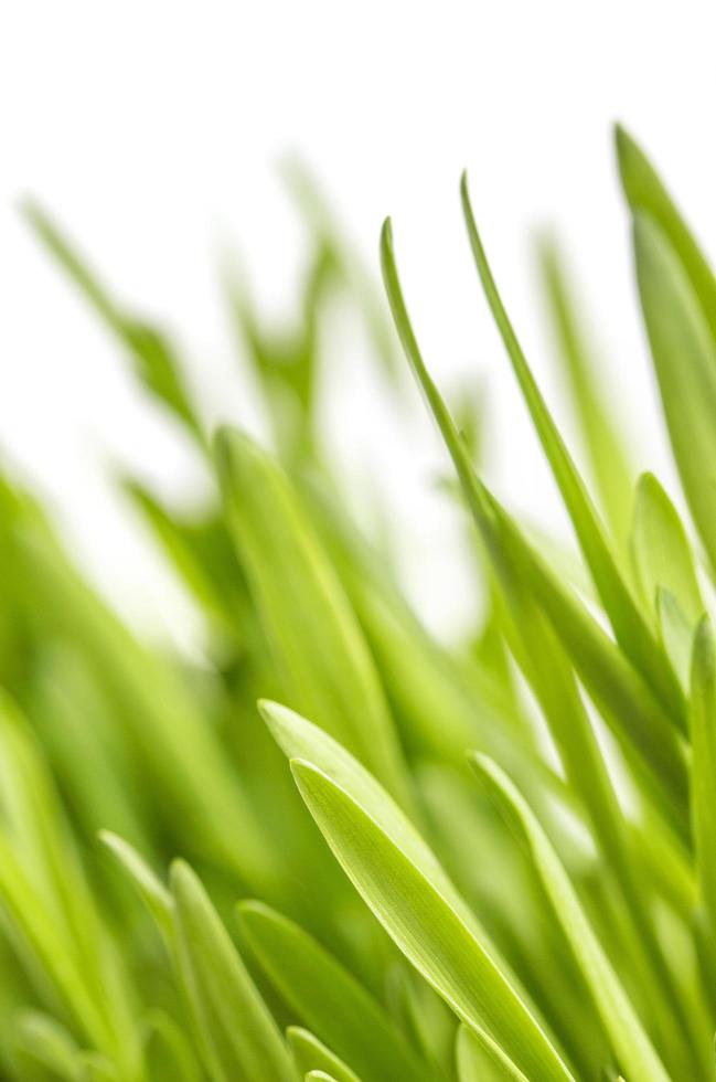 närbild av grönt gräs på vit bakgrund foto