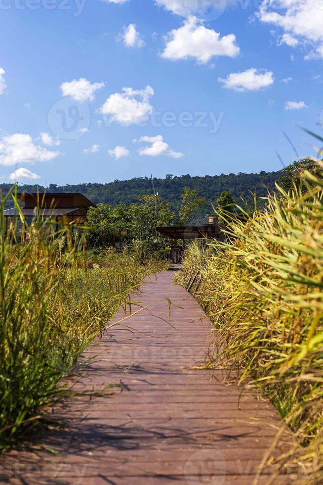 gå sätt passera risfält till huset med kulle bakgrund. foto