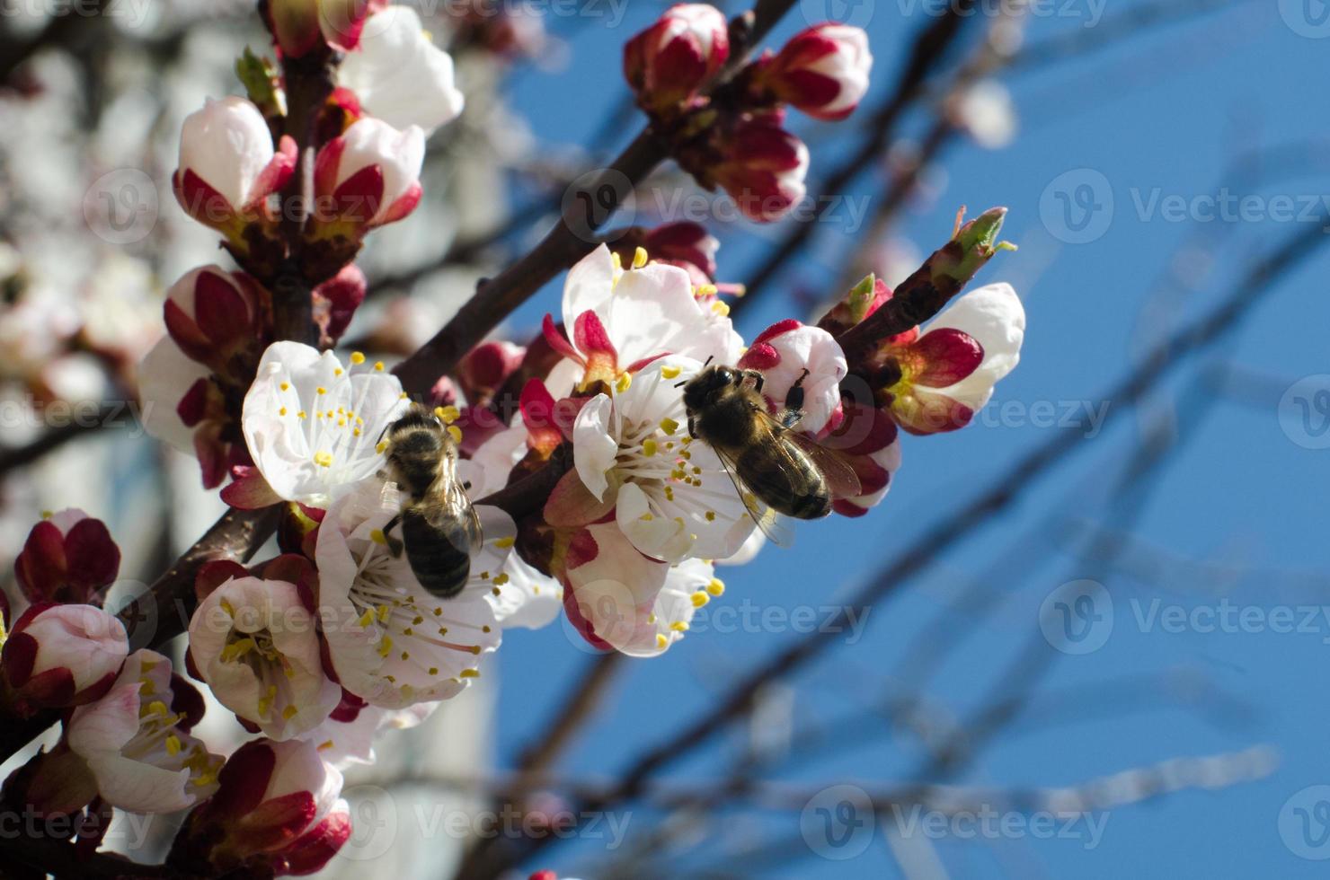 två bin samlar pollen på en vild aprikosblomma foto