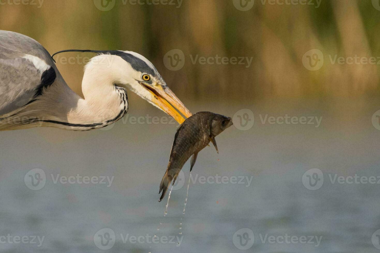 grå häger i träsk. fågel beteende i naturlig livsmiljö. foto