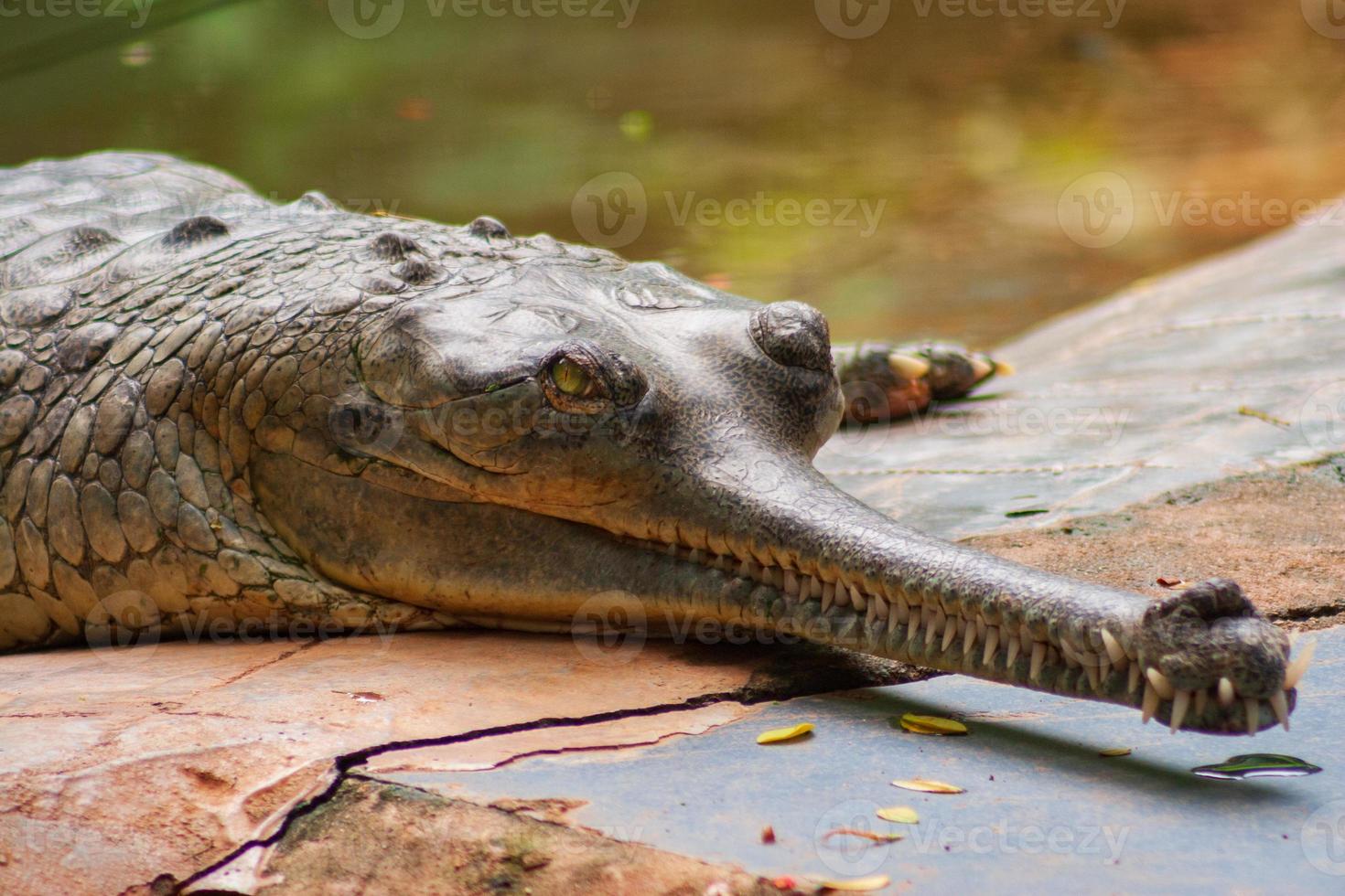 manlig, gharial, krokodil, krypa, hos, arignar, anna, zoo, in, chennai, indien foto