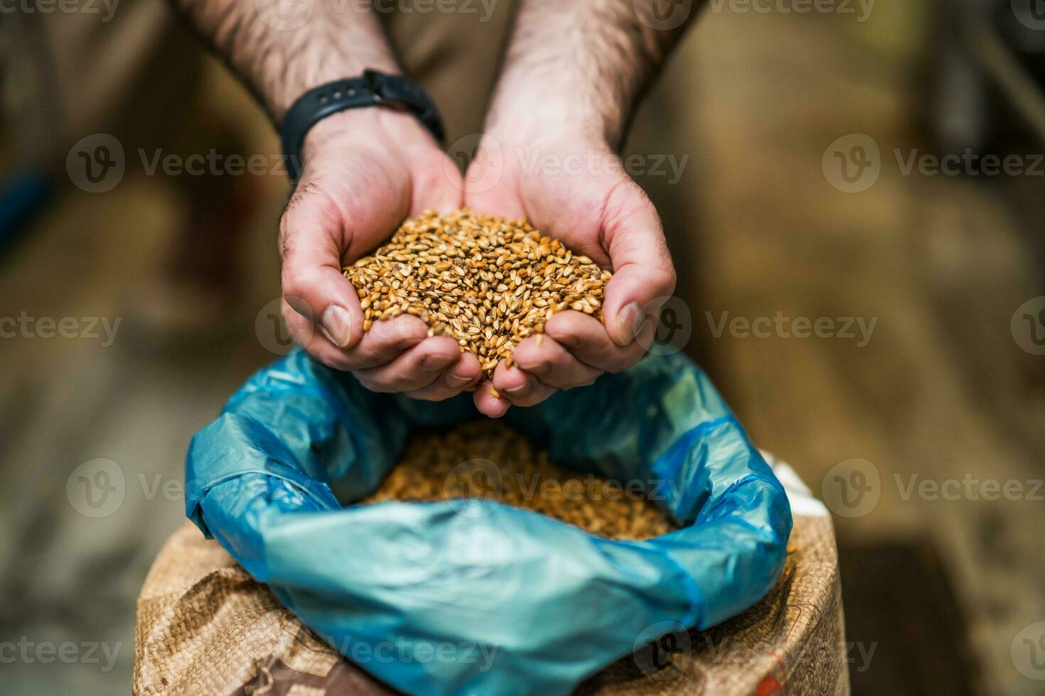 bemästra bryggare granskning de korn frön innan de stiga på produktion. foto