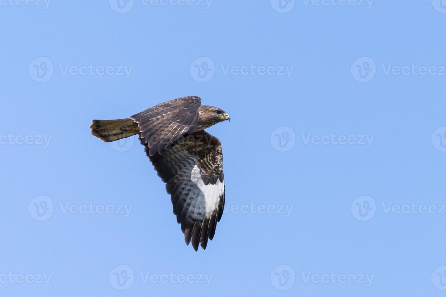 flygande vråk mot en blå himmel foto